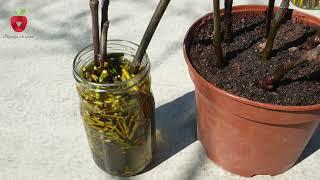 Natural willow hormone for plant stings