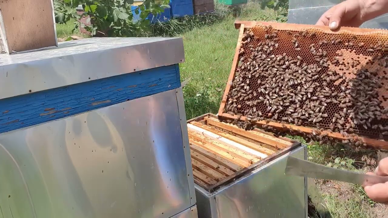 662.Verific stupii de puiet si hrana. Matca de la Oprea   si matca Midrigan.