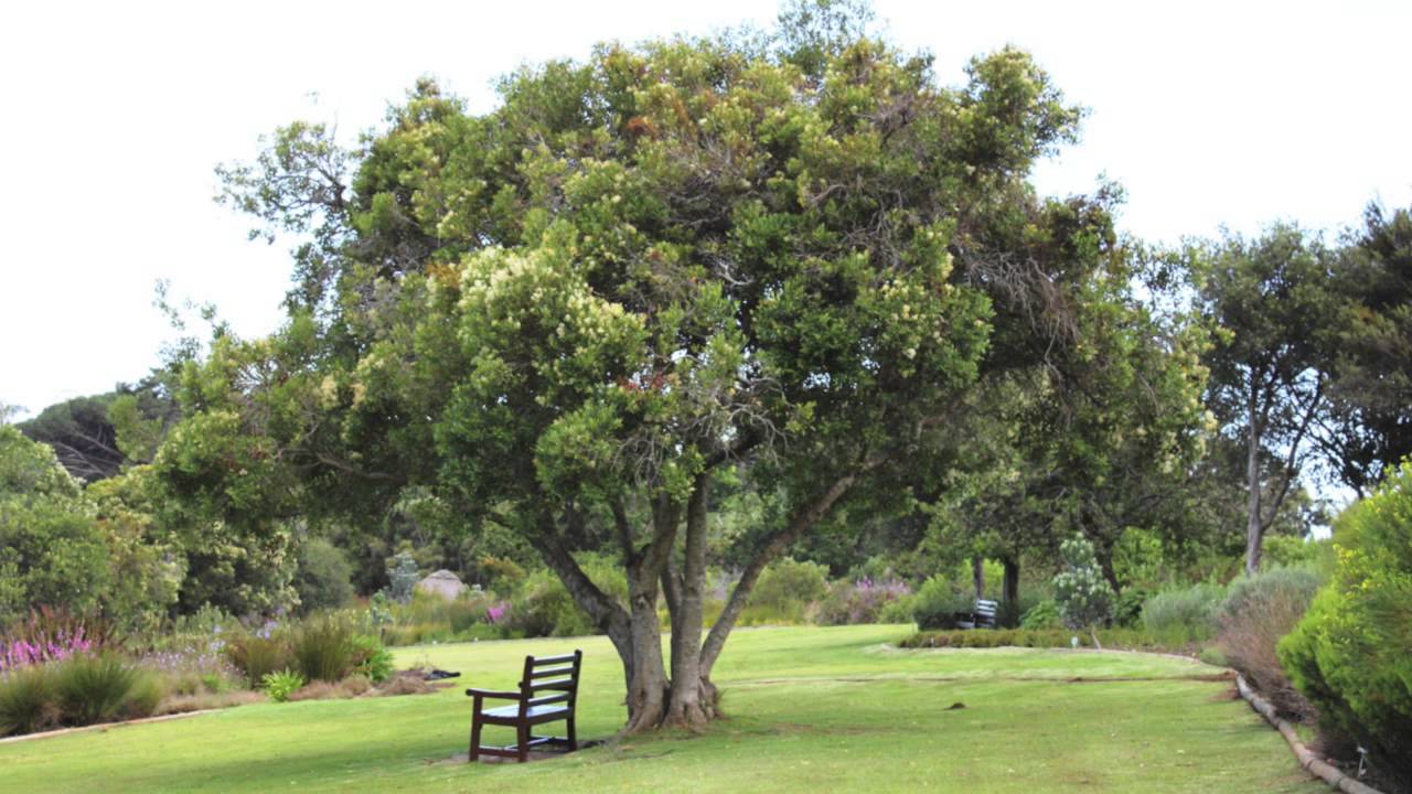 Ironwood For Sale Online 1.80 YouTube