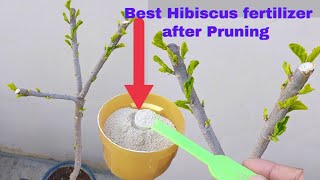 Best fertilizer for Hibiscus plant after pruning. Hibiscus fertilizer.