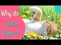 Why Cats Purr? | Cat Purr Essentials| Furry Feline Facts