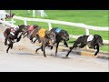 Greyhound running - Track race