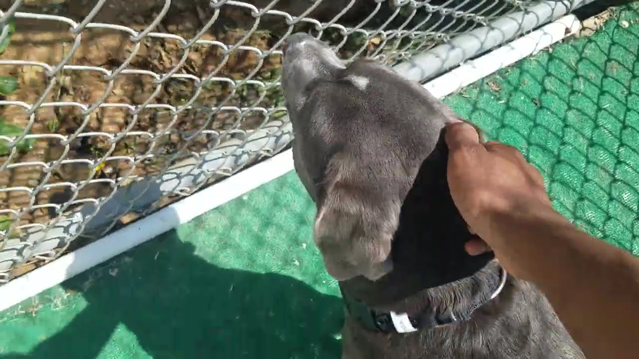 Playtime at Dogs On The Farm & Cats Too!