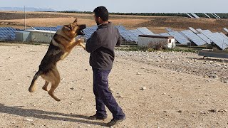 هالأسباب لمتتخليناش نبيتو لغنم في الكوري وهذاك الحيوان ها منين تيكل نعجة لتيصيد