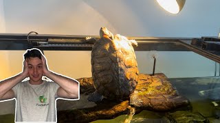 13 DEADLY Turtle Care Mistakes