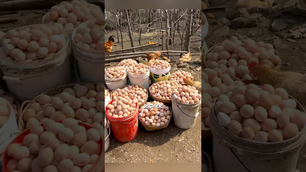 Огромная куриная ферма в Китае. 