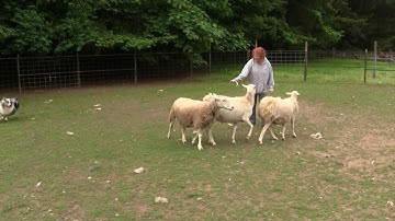 Dragon Herding Instinct Test 5-18-18 - Part 2