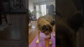 Cute Husky dog licks her mom's feet