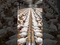 How Broiler Chickens Are Raised in Mega Farms 🐔 | Poultry Farming #shorts#shortsfeed #asmr