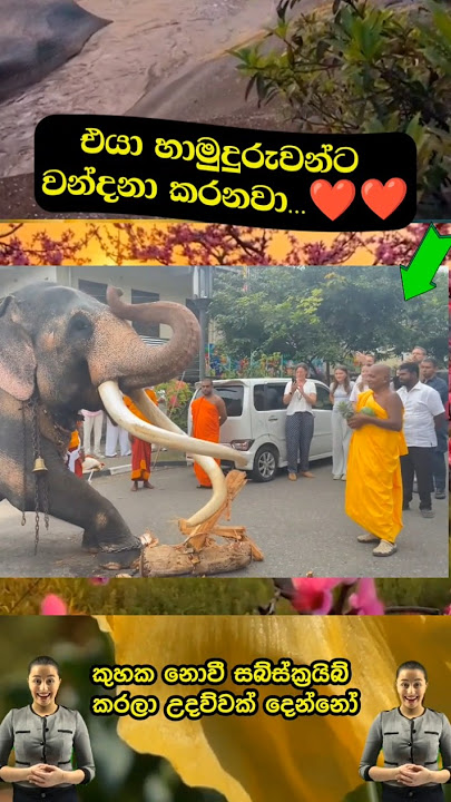 බෝසත් හස්තිරාජයෙක්💯🙏🔥❤#youtubeshorts #ytshorts #viralshorts #trendingshorts #srilanka