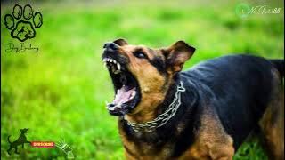 suara anjing menyalak | dog barking sound effect | ringtone | mp3