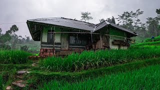 Suasana Pedesaan Musim Hujan, Suling Sunda Pengantar Tidur Siang Di Jawa Barat Garut Selatan