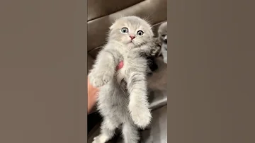 يعقوب قمر الدين دبيازة خالد كشميري التريند نار 
