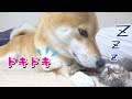 子猫が側に！嬉しすぎてどうしていいかわからなくなる柴犬--- Favorite kitten is near happy Shiba Inu---
