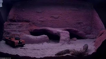 leopard gecko time lapse