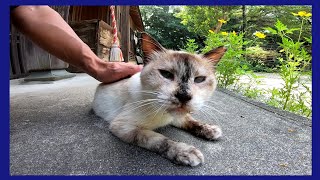 神社にいた猫をナデナデしたらゴロゴロ音が鳩みたいでカワイイ