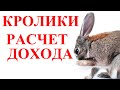 Разведение кроликов как бизнес | Расчет расходов и прибыли. Бизнес-план.