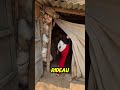 His Reaction When He Sees His Cats Will Touch You Shorts Shortvideo His Reaction When He Sees His Cats Will Touch You Shorts Shortvideo