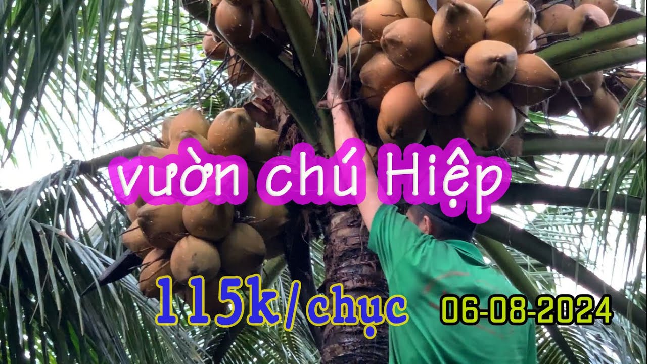 Bẻ dừa xiêm đỏ vườn chú Hiệp. Vườn dừa 8000m2 cho thu hoạch bình quân 4000 trái mỗi tháng.