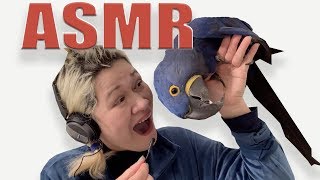 ASMR ♡  BIRD BREAKING CLICKER *very relaxing*