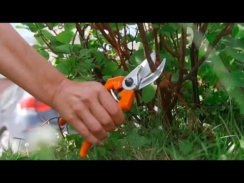 Video: Opi lisää pensasruusuista puutarhassa