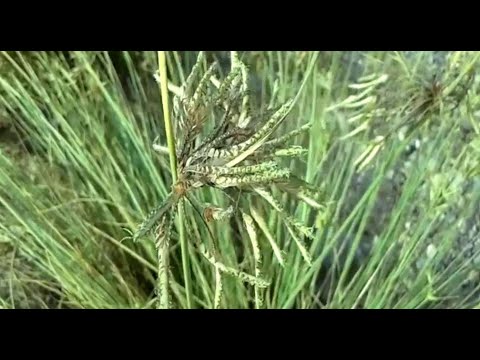 فيديو: Cyperus: الرعاية والإنجاب
