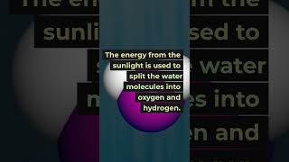 How Trees Produce Oxygen 🌳🌬️ #shorts