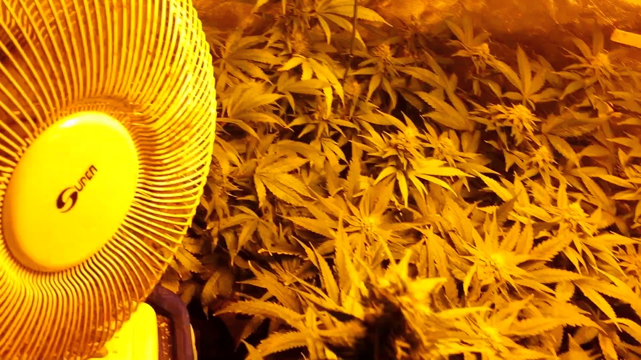 Day 36 (12/12) Cookies Kush, Vanilla Kush, Blueberry - Dutch Pro trial run