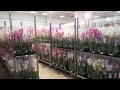 Орхидеи в JMP к 8 Марта