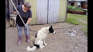 Груминг по-деревенски. Или как в деревне вычесать большого пёселя