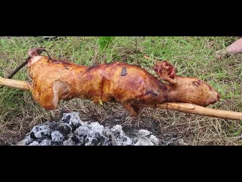 Video @Thỏ ôm cây mời các bạn! - youtube