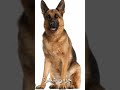 کتوں کی نایاب اقسام کتوں کی نایاب اقسام
