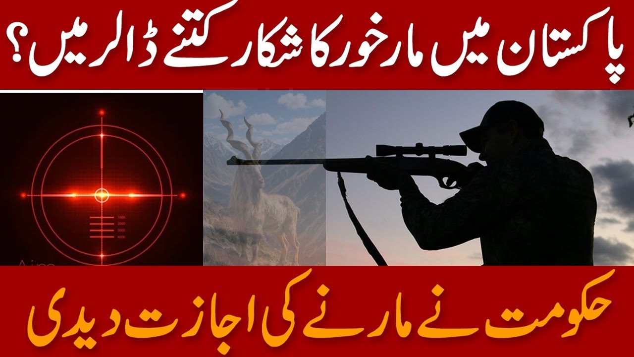 Pakistan Govt Issues Permits for Markhor Hunting | Shocking Fee Revealed - 