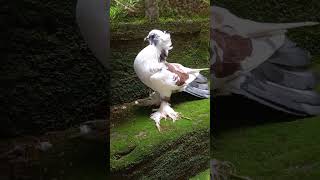 no.249 best white kabootar, sabse badiya safed kabootar #pigeon #kabutar #fancykabootar #shorts