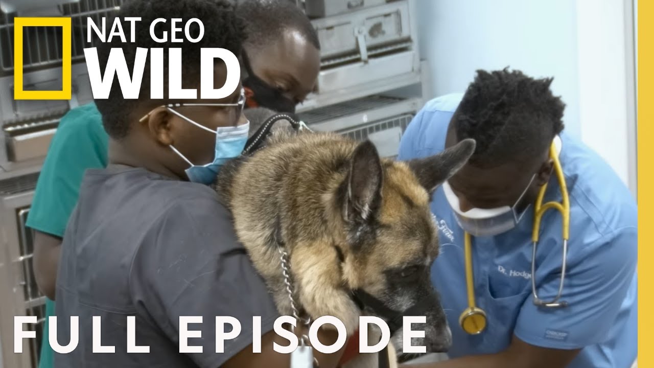 So You Want To Be a Vet? | Awesome Animal Vets