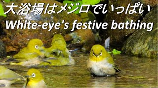 メジロの水浴び『大騒ぎ』　Japanese White-eye festive bathing