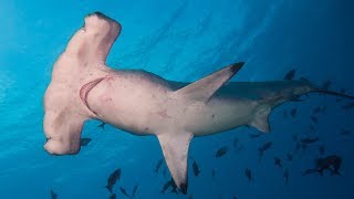 The Evolution of Hammerhead Sharks