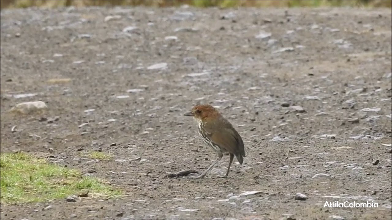 Grallaria ruficapilla | Chestnut-crowned Antpitta 