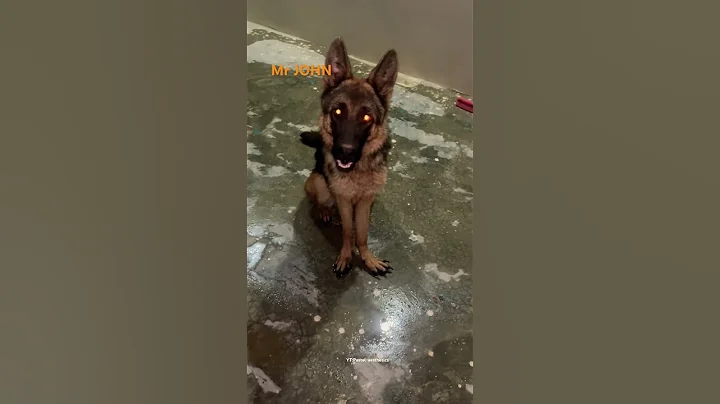 I m not a lil boy😒 #dog #dogshorts #germanshepherd #foryou #shortsfeed #shorts #funnydog #gsd