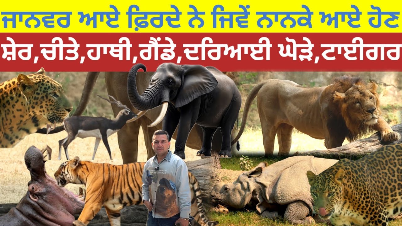 ਜਾਨਵਰ ਆਏ ਫ਼ਿਰਦੇ ਨੇ ਜਿਵੇਂ ਨਾਨਕੇ ਆਏ ਹੋਣ; ਸ਼ੇਰ,ਚੀਤੇ,ਹਾਥੀ,ਗੈਂਡੇ,ਦਰਿਆਈ ਘੋੜੇ,ਬਾਘ|Delhi Zoo animal|Wildlife
