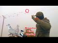 Best dove hunting with slingshotbirds slingshot hunting
