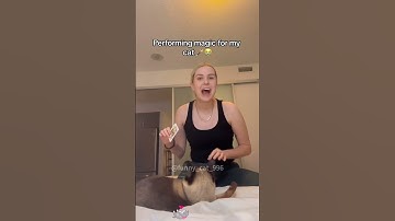 Owner does magic tricks on kittens 😂😂😂#funny #usa #funnyvideo #pets #usacats #cat #catsusa