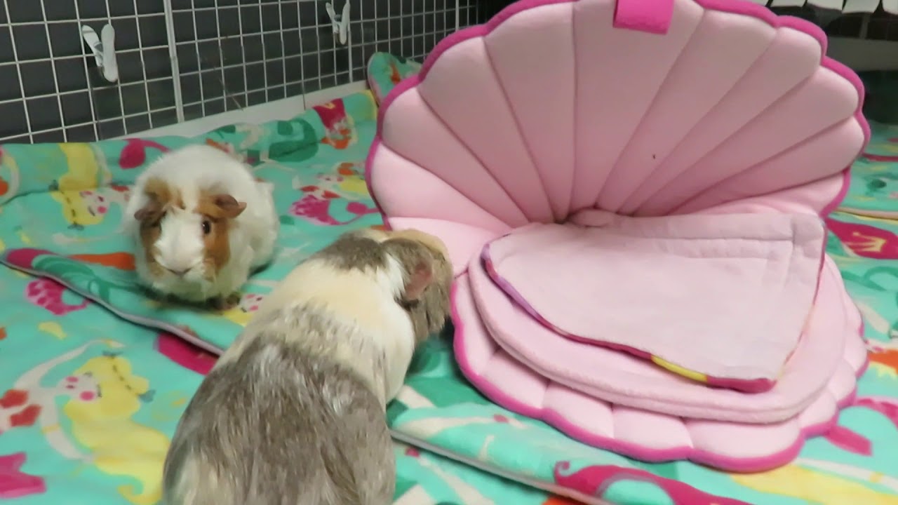 guinea pig diet australia Guinea Pigs Under The Sea