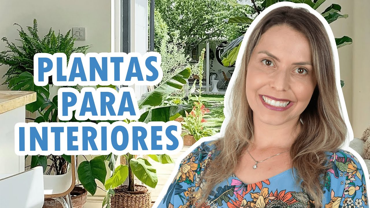 Guia para cuidar de plantas em casa (e as 10 mais simples de