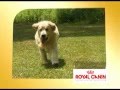 Royal canin golden retriever clip