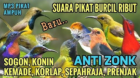 MP3 PILIHAN! SUARA PIKAT SEMUA BURUNG PALING AMPUH 2025