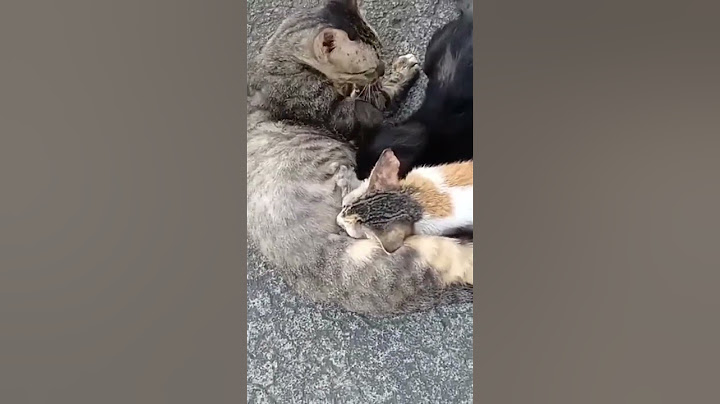 Mother be like. Can't wean her kittens though they're already big.🥰❤️