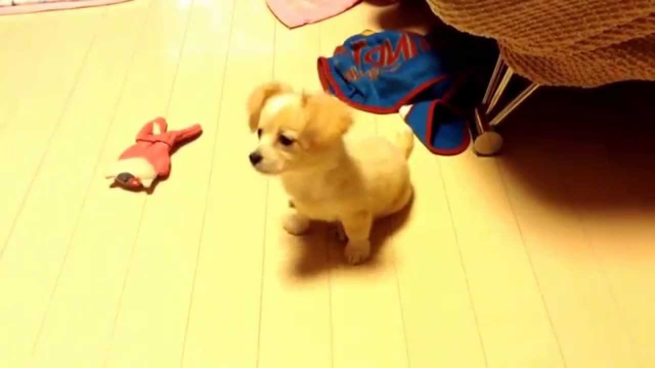 Mix犬 チワックスはこんな子 愛らしい顔と短い足の最強の組み合わせ 犬ジャーナル