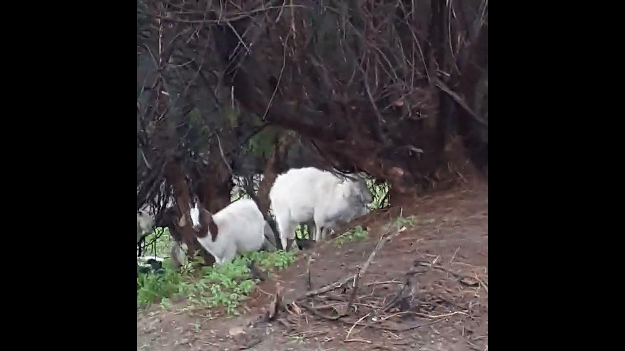 how do goats handle the rain Wed 03012023 YouTube
