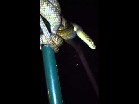 Aru Amethystine Python at Night